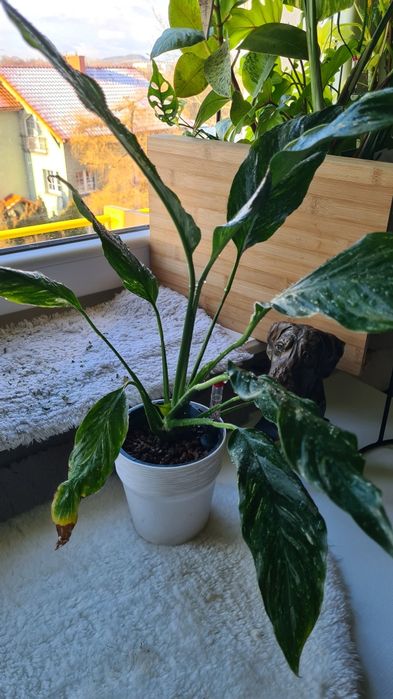 Skrzydłokwiat diamond variegata w semihydro, komplet doniczka oslonka