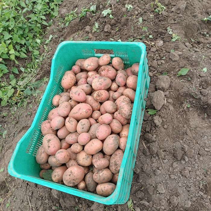 Ziemniaki jadalne czerwone Red Sonia worki po 15 kg
