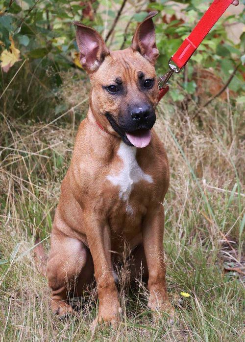 Szczeniak Lui na tropie domu