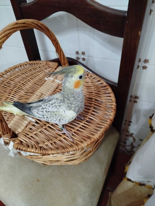 Caturras criadas á mão domesticadas