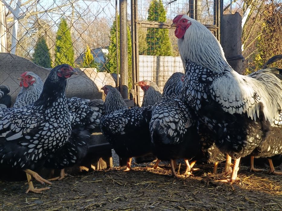 Продам пару півень і курка віандот срібло.