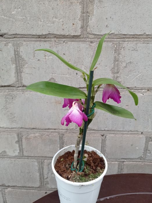 Орхидея Дендробиум Нобиле.