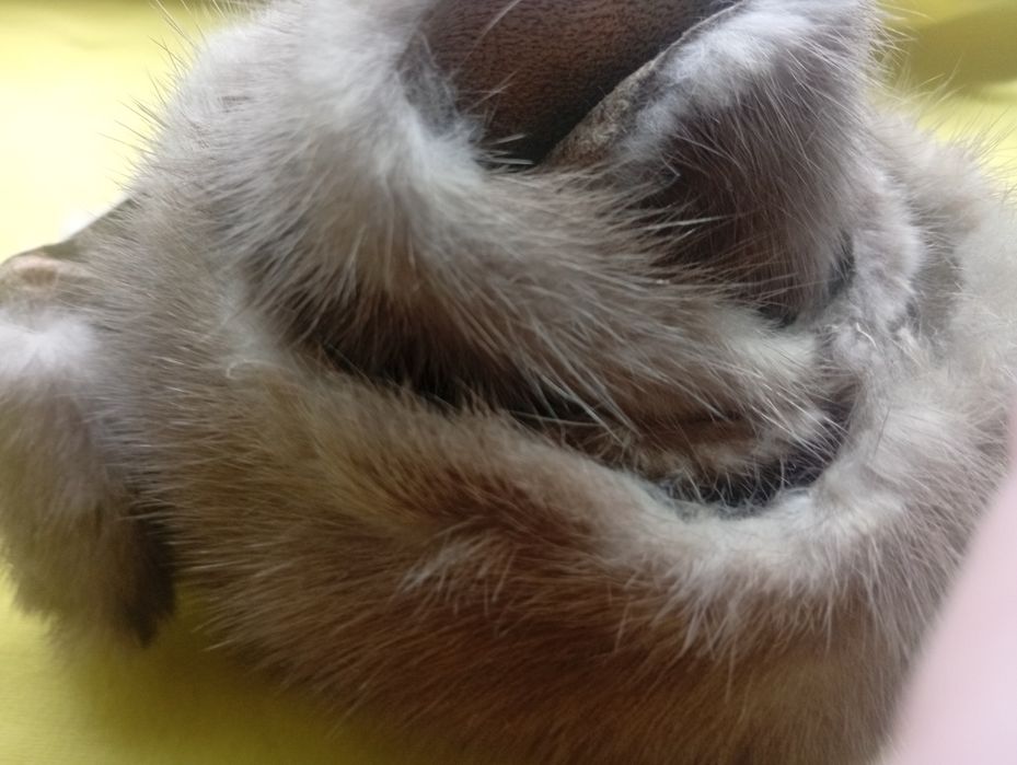 Хутро норки натуральне