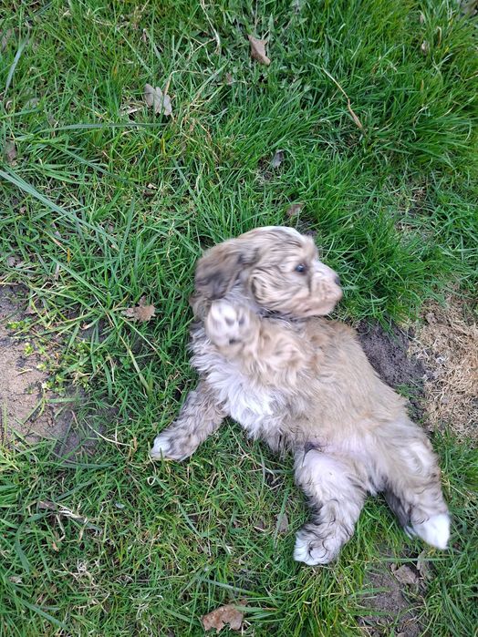 Piękne Hawńczyki Mon Ami