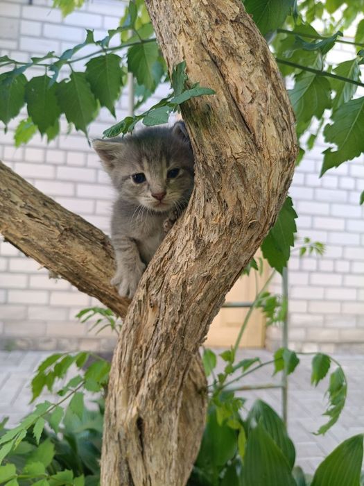 Шукаємо найкращу родину для маленьких кошенят