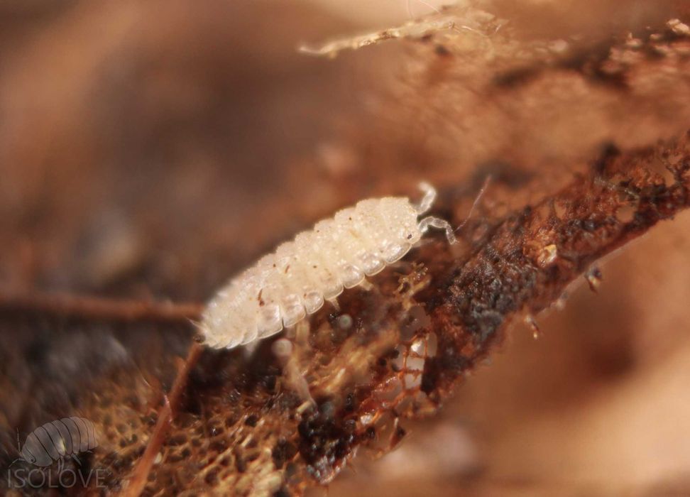 Haplophthalmus cf. danicus, równonogi, isopoda, ekipa sprzątająca