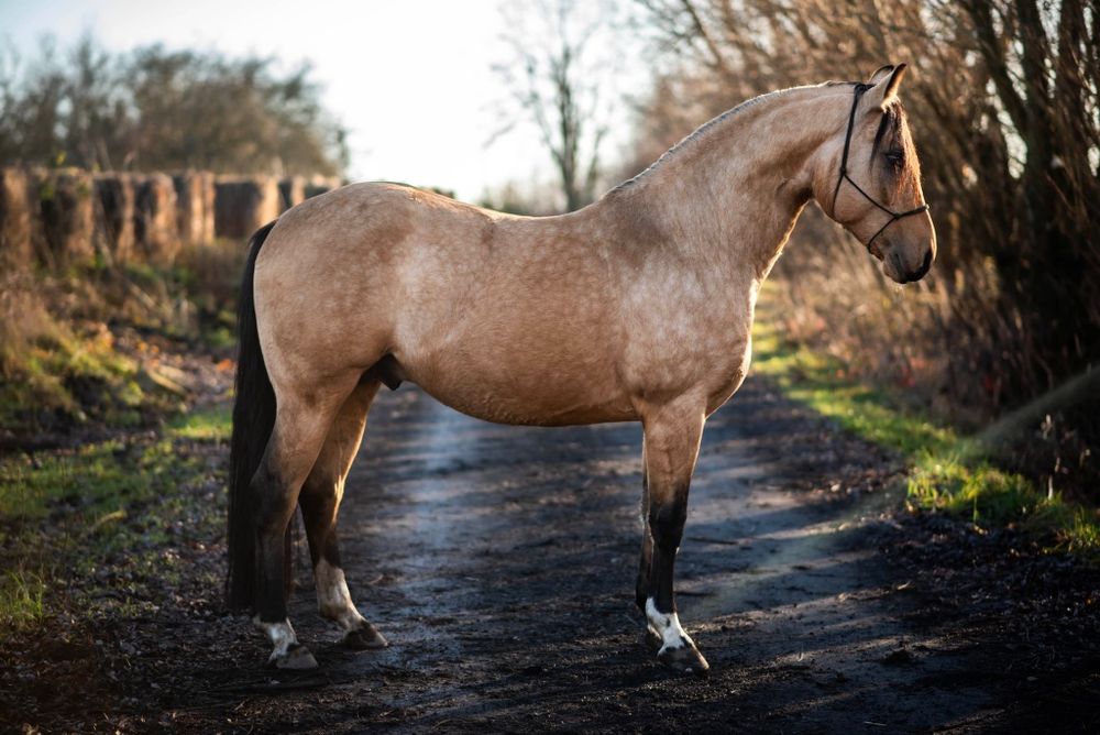 Ogier AQH / Stanówka