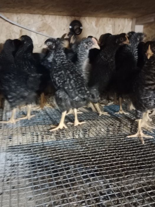 Молода несучка Чеський Домінант кури