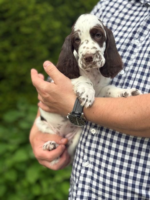 Suczka rasy Springer Spaniel Angielski ZKwP FCI