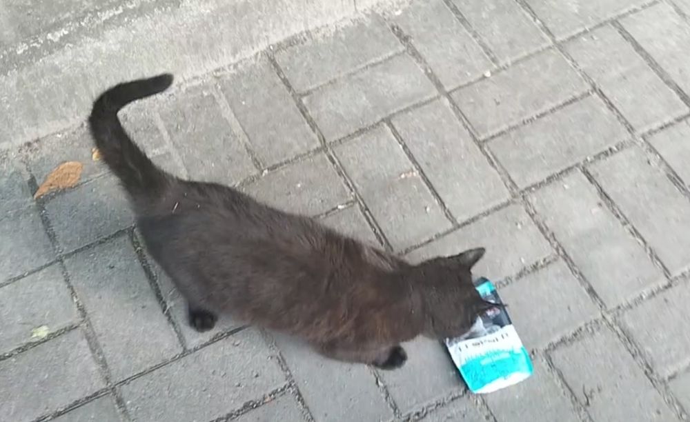 Кошеня в добрі ручки. Котик шукає домівку. Кіт