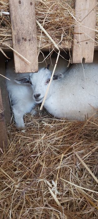 Cabras Micro Anãs (30 a 45cm) - Linhagem Francesa - Alison Fontan