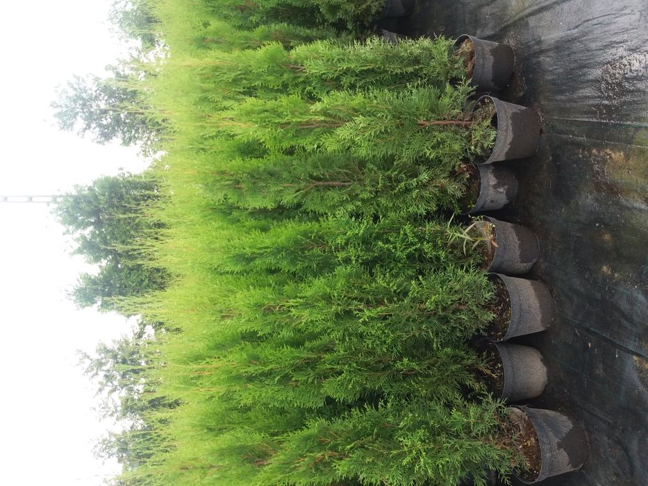 Tuja Szmaragd wys 100cm