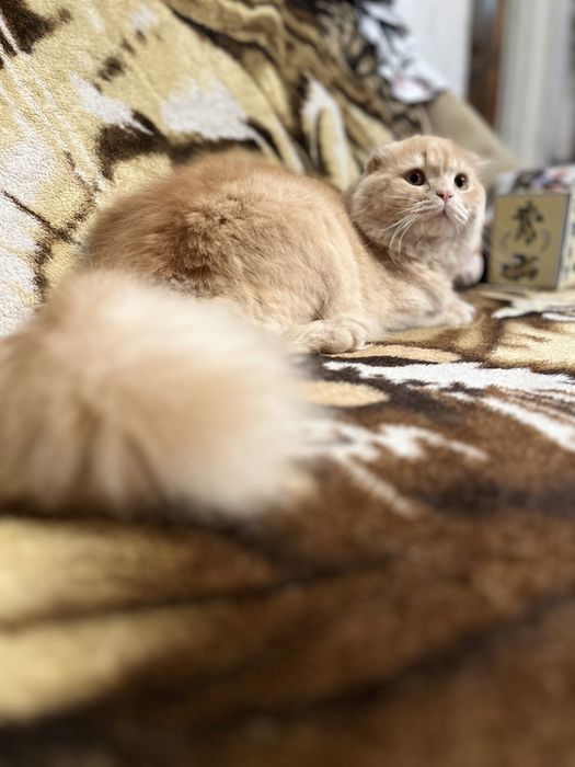Веслоухий Хайленд фолд ищет невесту