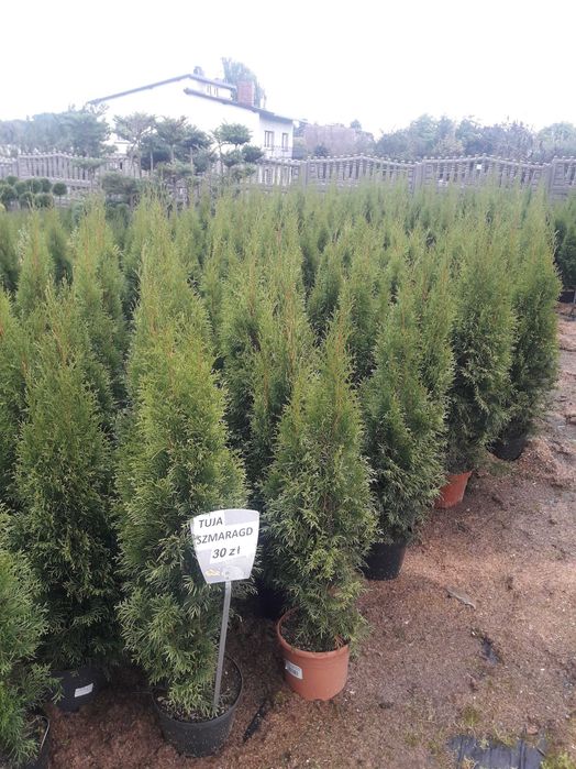 PROMOCJA !! Tuja Szmaragd wys: 80 -90 cm