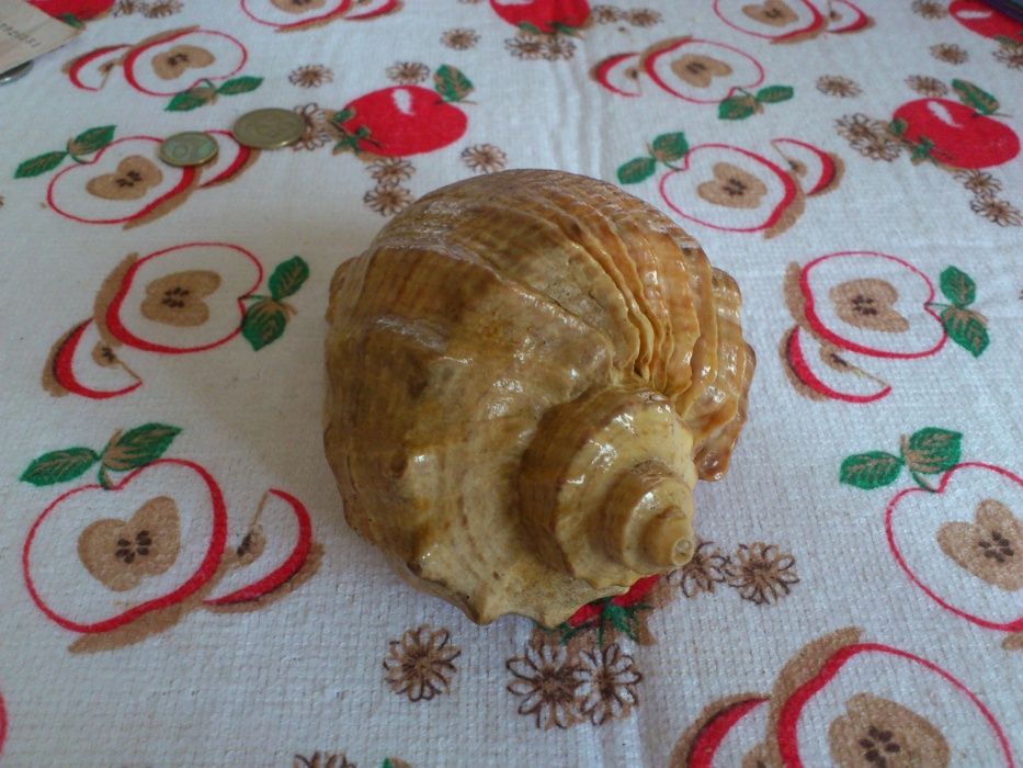 Большая морская раковина 70 годов СССР.