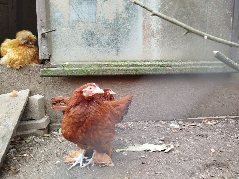 Czerwony karzełek łapciaty brodaty