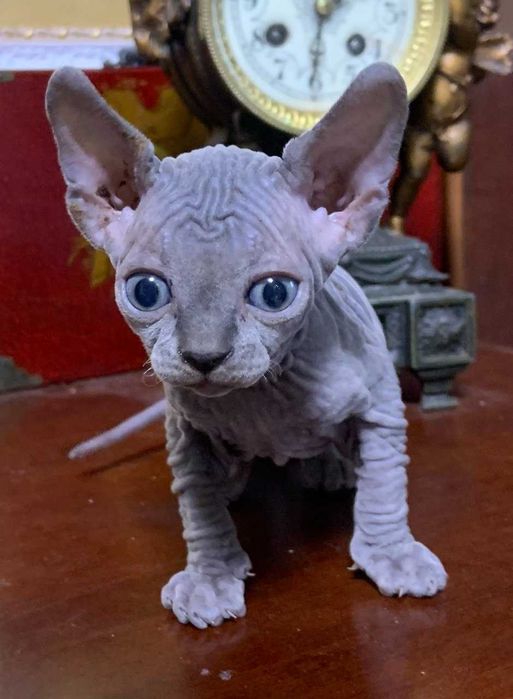 Тем хто цінує красу