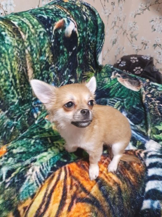 Продам мини длиношерстная девочка