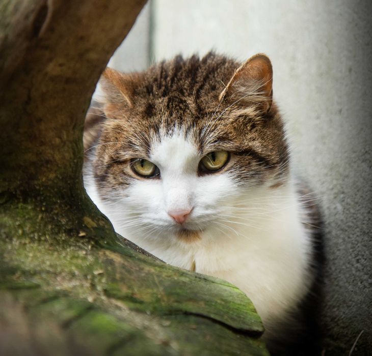 Białaczkowy kot Ben liczy na cud.
