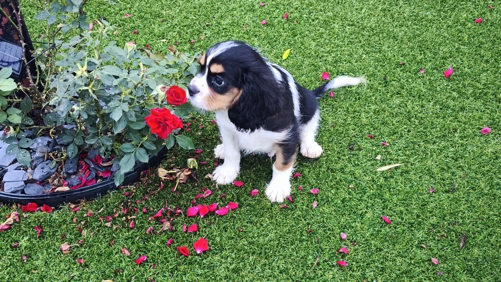 King Charles cavalier macho tricolor(país com lop)