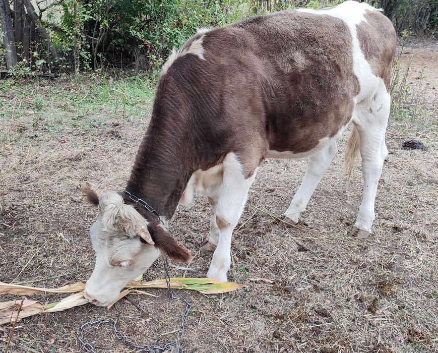 Продам телочку сиворябую