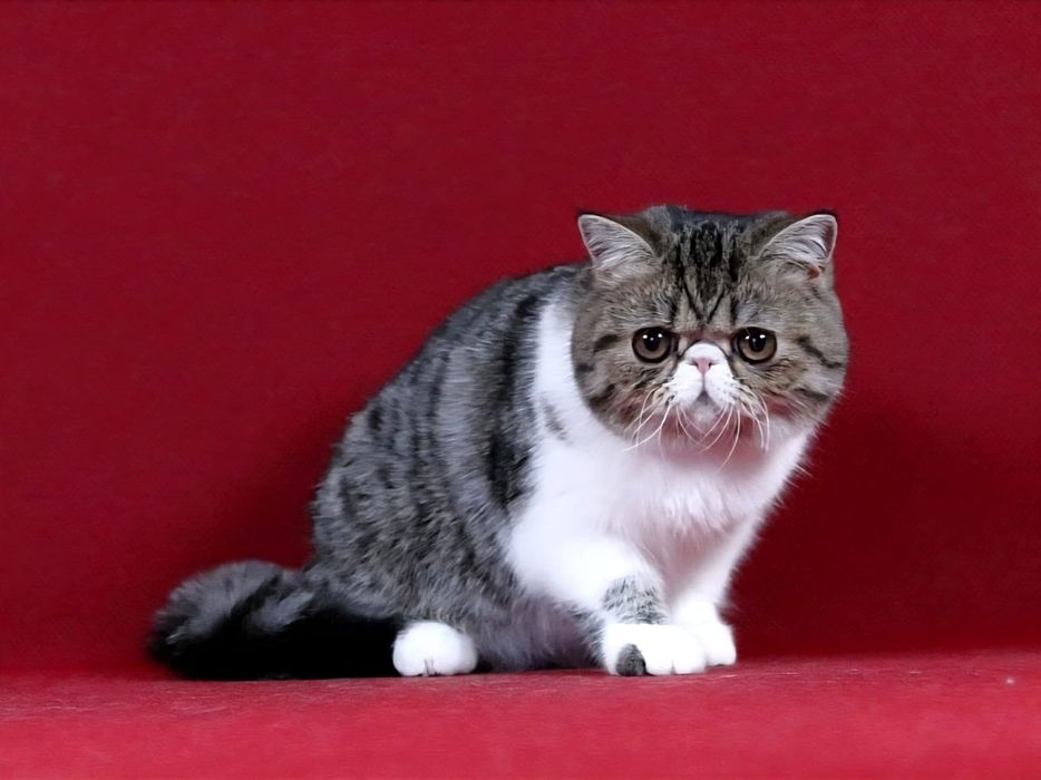 Екзотична дiвченка в пошуках батькiв