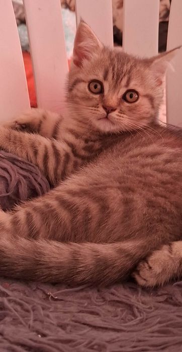 Шотландські кошенята