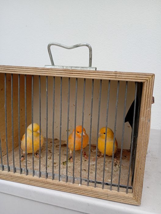 Sprzedam kanarki samce 70zł