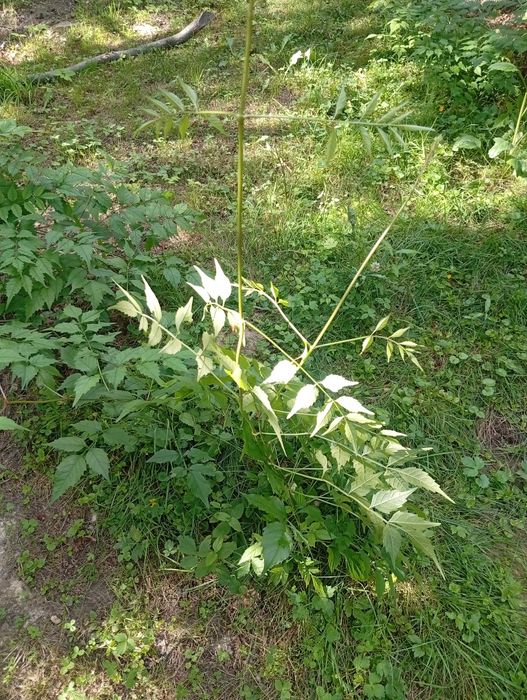 Sadzonki Milin AMERYKANSKI