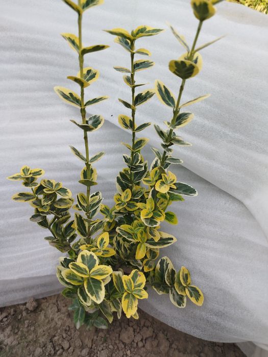 Бересклет  2 -  3.5 річний