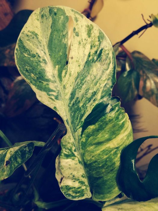 Epipremnum Hanoman sp. Bali variegata WIELKA RZADKOŚĆ Unikat nie monstera philodendron