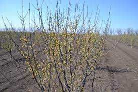 Продам саженцы живокосту, земляники, кизила и других культур