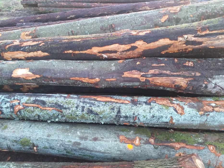 Buk tartaczny dłużyca