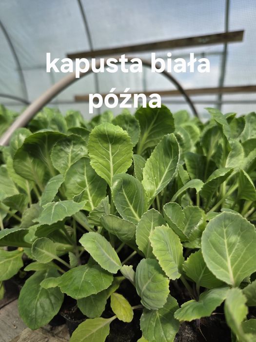 Sprzedam rozsady warzyw