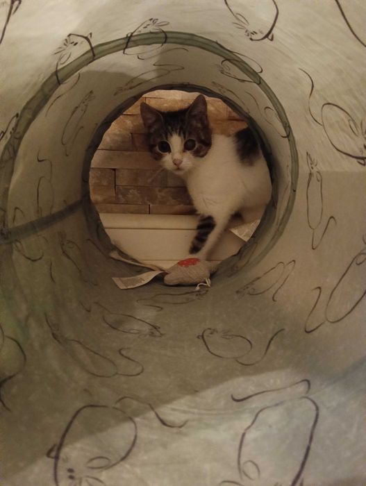 KRUSZONKA i CHAŁWA szukają tylko wspólnego domu! Adopcja razem