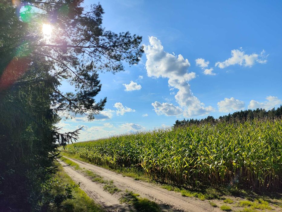 Małą 801m2 ( i fajną ) działkę budowlaną w Nekli sprzedam.