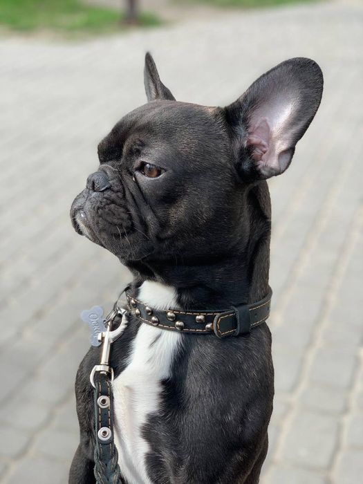 Вязка. Кобель французский бульдог ищет невесту