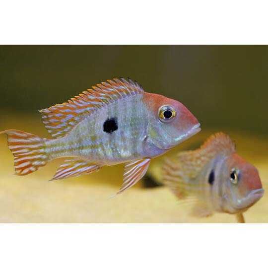 GB Ziemiojad Red Head Tapajos - dowóz ryb!