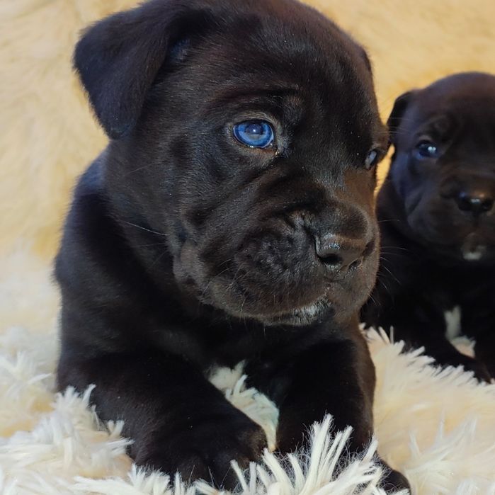 В'язка Кане-корсо