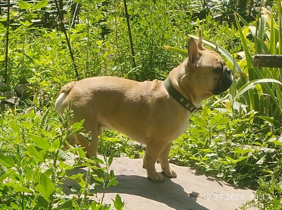 Французский бульдог