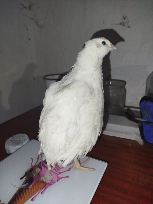 Інкубаційні яйця перепелині породи техас