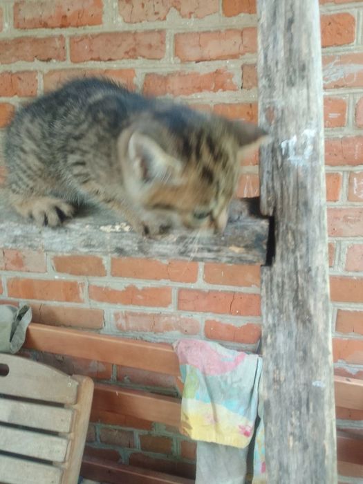 Кошенята в хороші руки