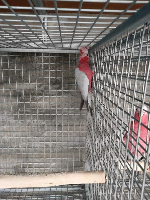 Catatuas Galah deste ano