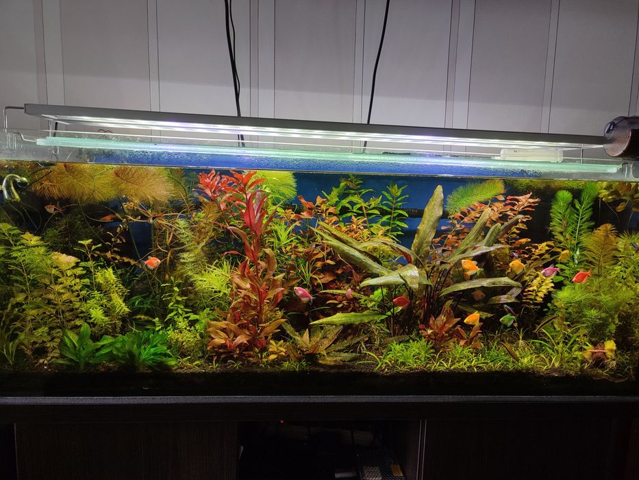 Акваріумні рослини