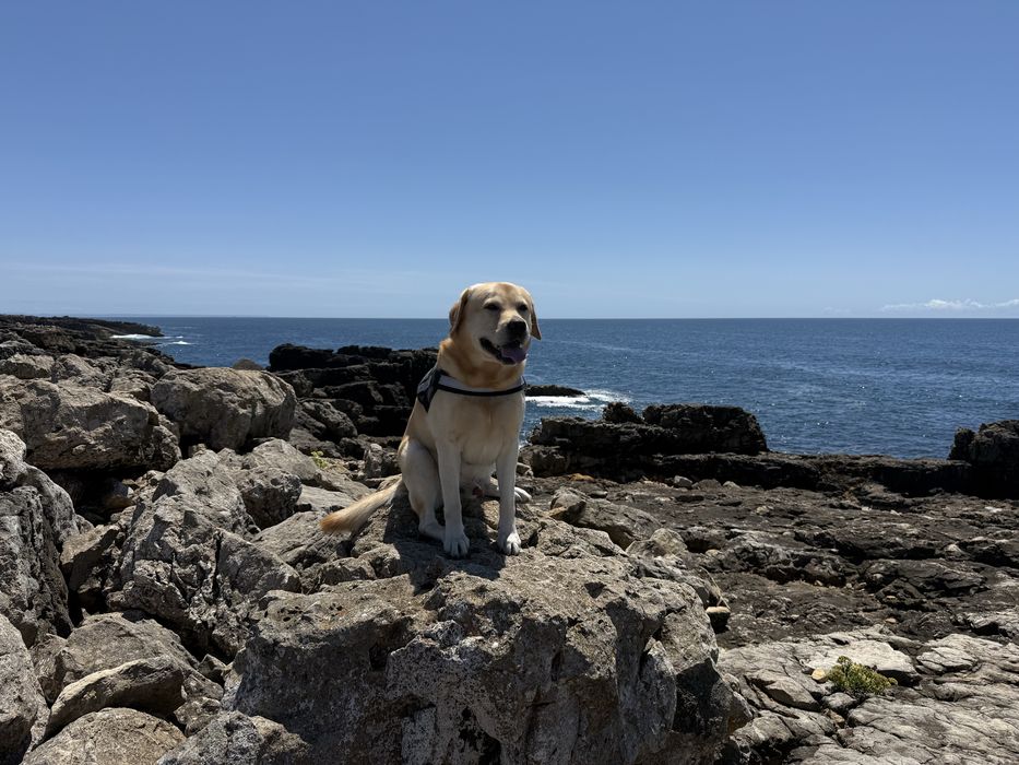 Labrador Retriever Amarelo — 5 Anos | Para Acasalamento