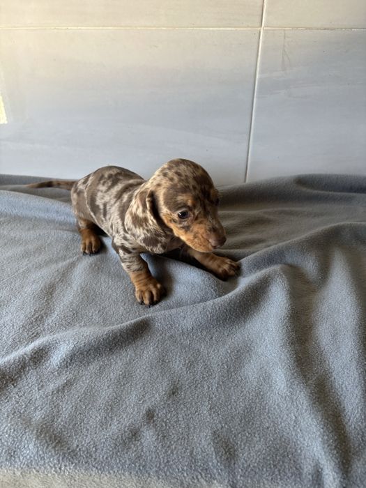 Teckel femea miniatura