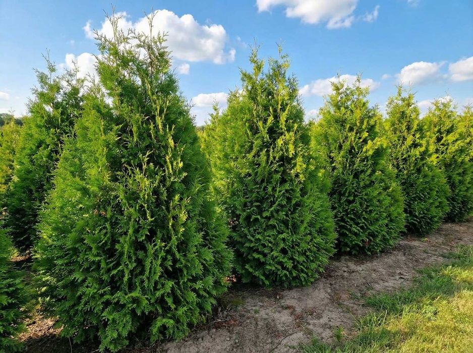 Tuja Brabant 140–160 cm | Dostawa i Sadzenie | Zakrzew