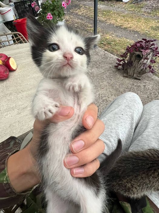 Віддам котенят у добрі руки