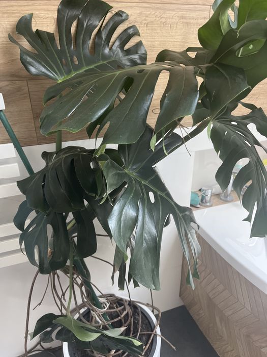 Monstera  kwiatek