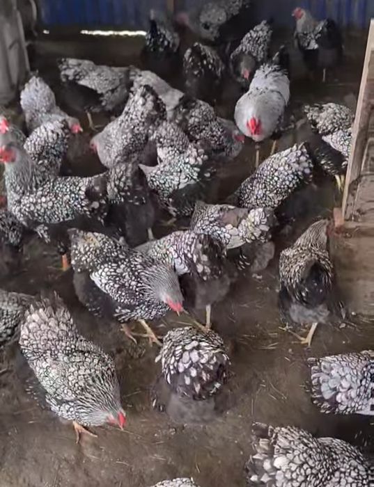 Яйця птиця віандот срібло